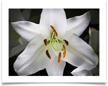 lily2 - James Leslie